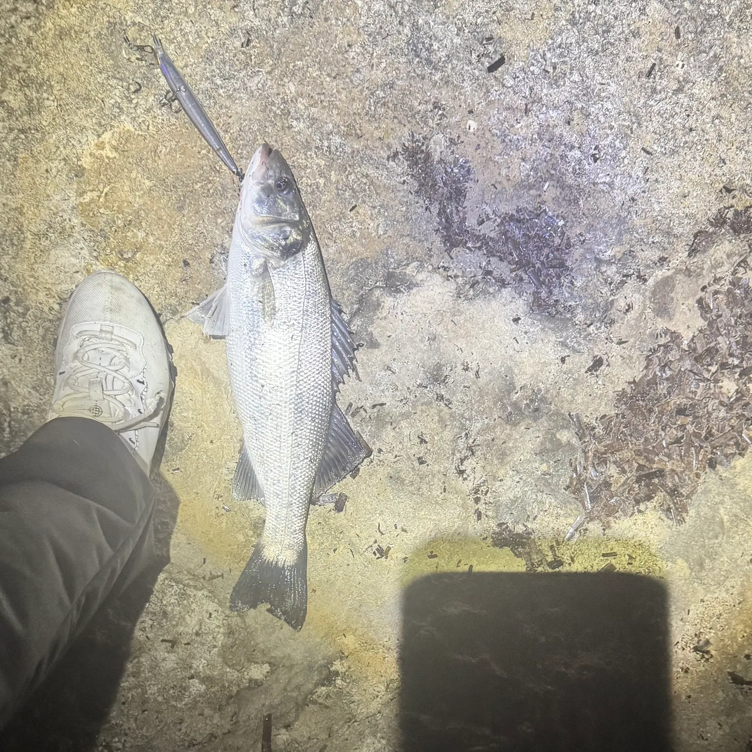The most recent European seabass catches on Fishbrain