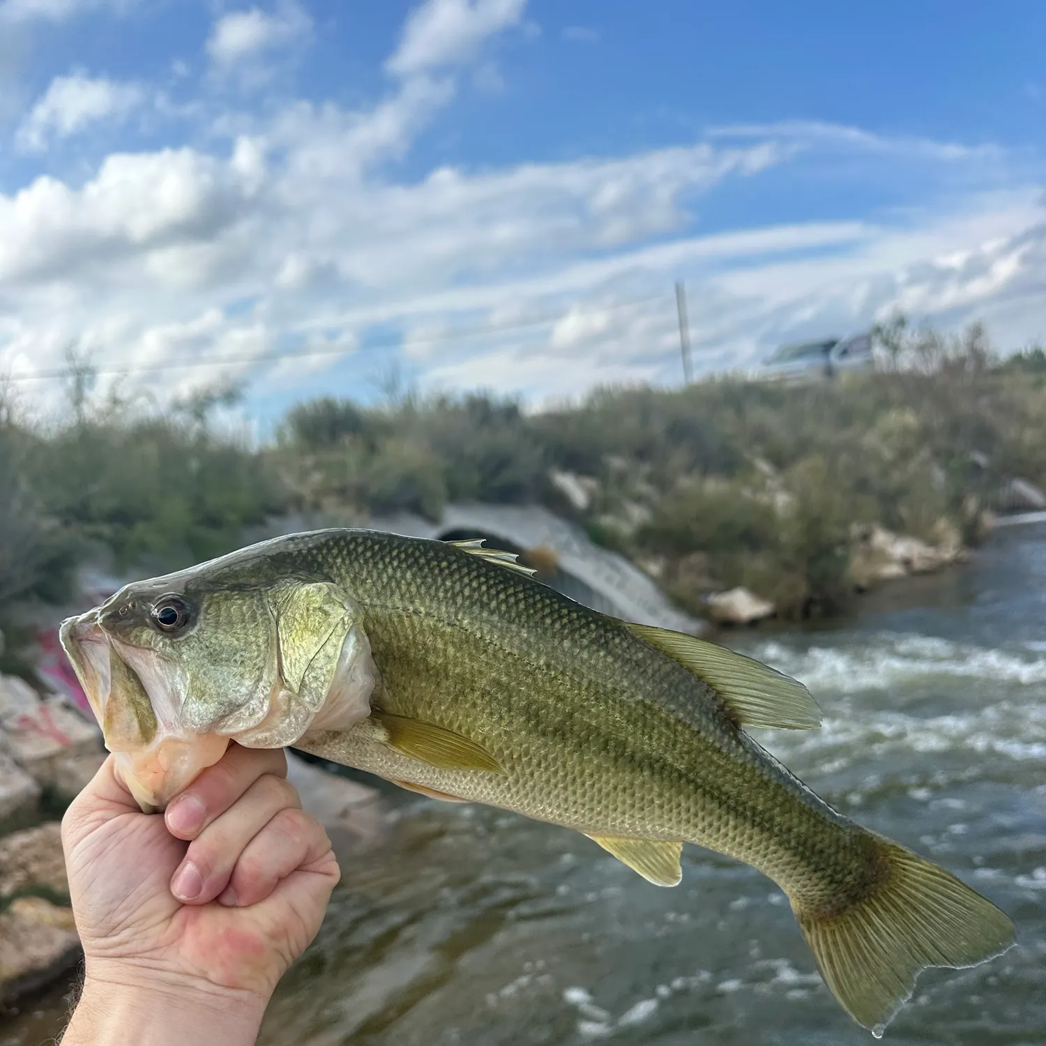 Largemouth bass caught on Fishbrain