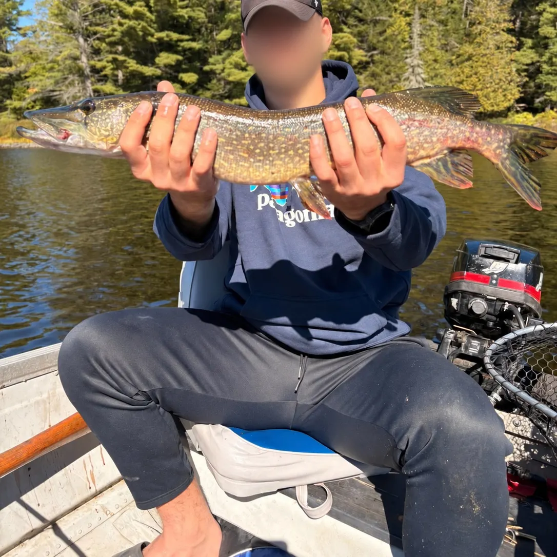 Northern pike caught on Fishbrain