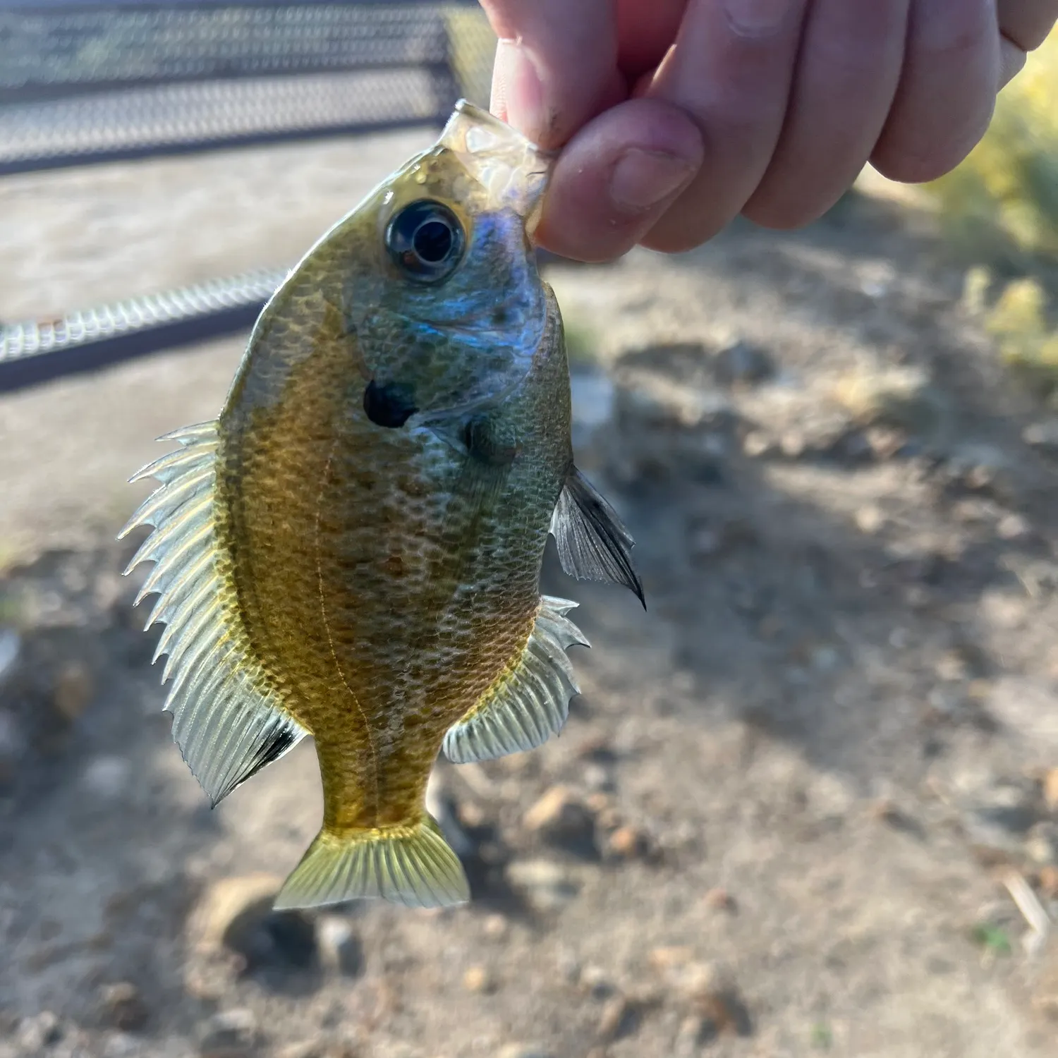 Bluegill caught on Fishbrain