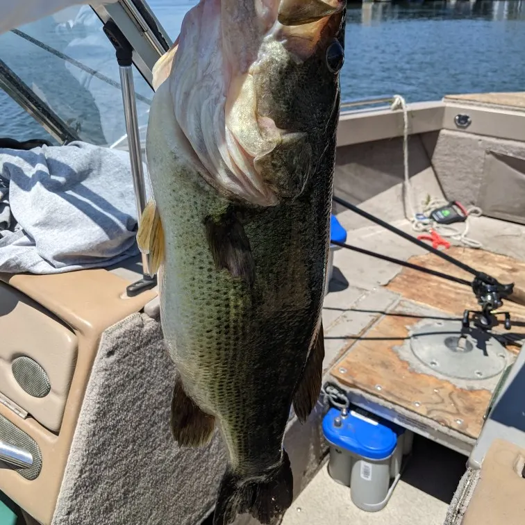 angler catch