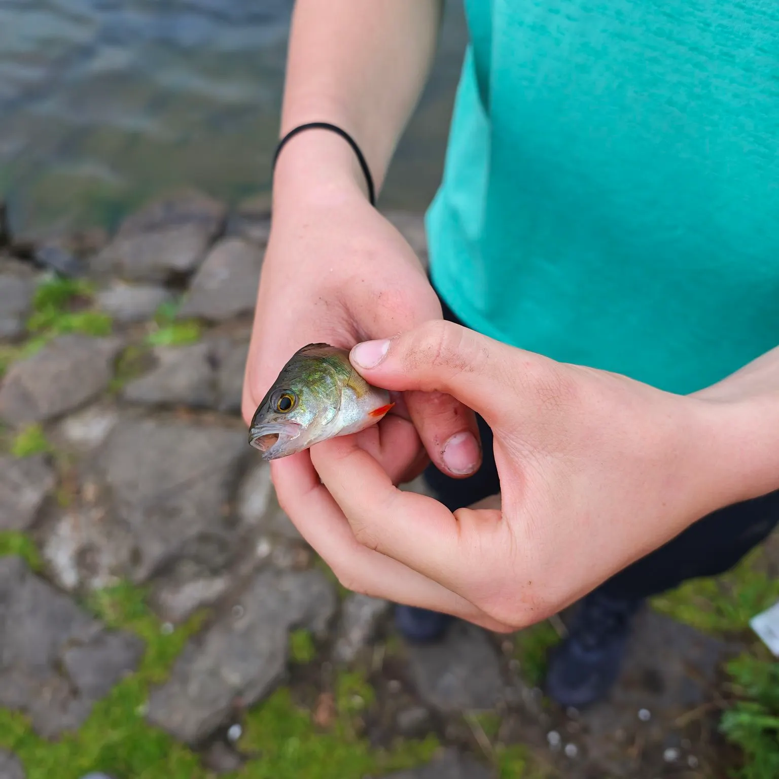 European perch caught on Fishbrain