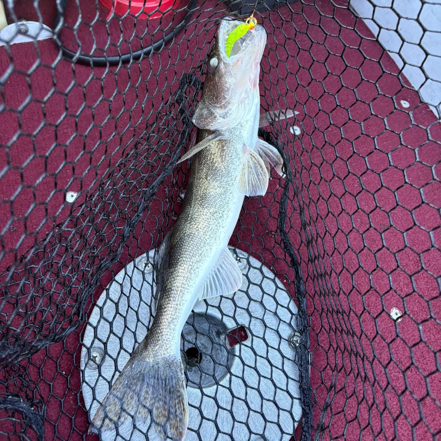 Walleye caught on Fishbrain