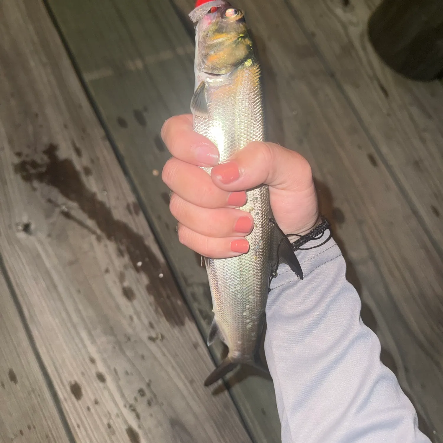 Ladyfish caught on Fishbrain
