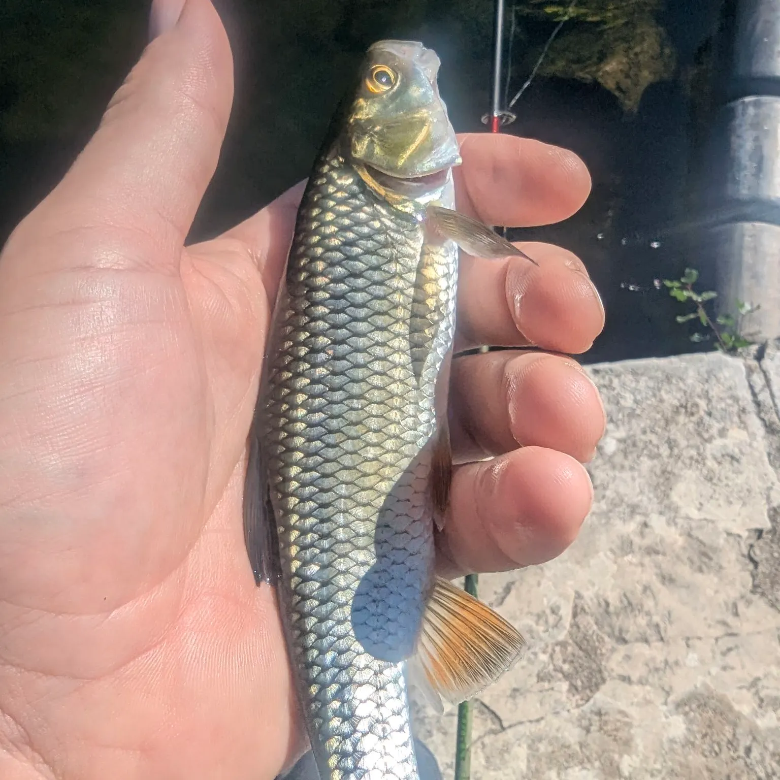 European chub caught on Fishbrain