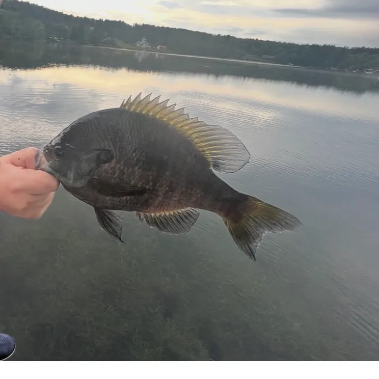 Bluegill caught on Fishbrain