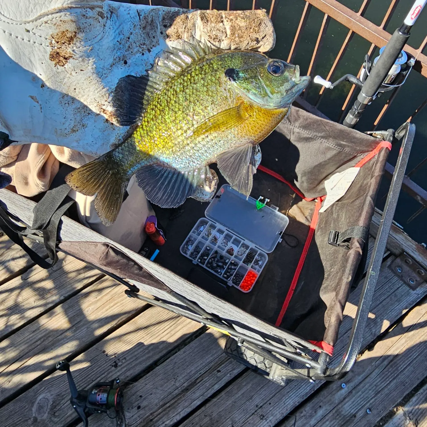 Bluegill caught on Fishbrain