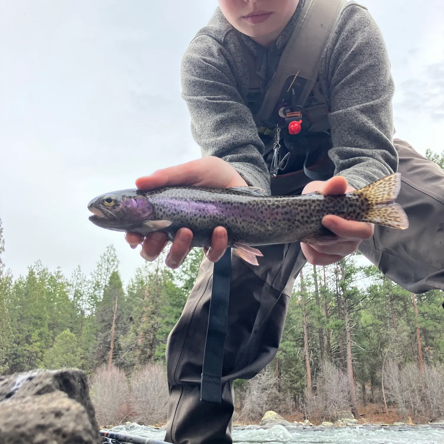 The most recent Great basin redband trout catches on Fishbrain