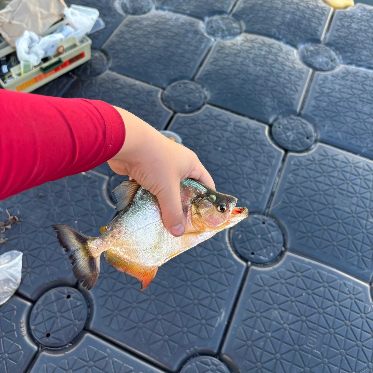 The most recent Small-scaled pacu catches on Fishbrain