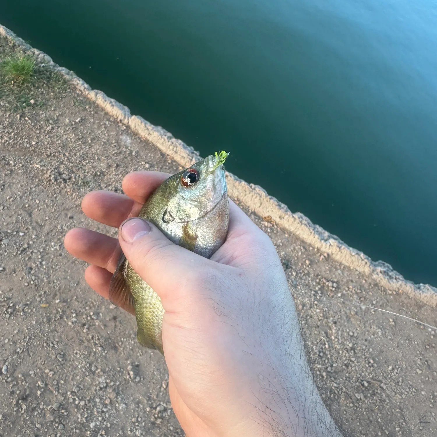 Bluegill caught on Fishbrain
