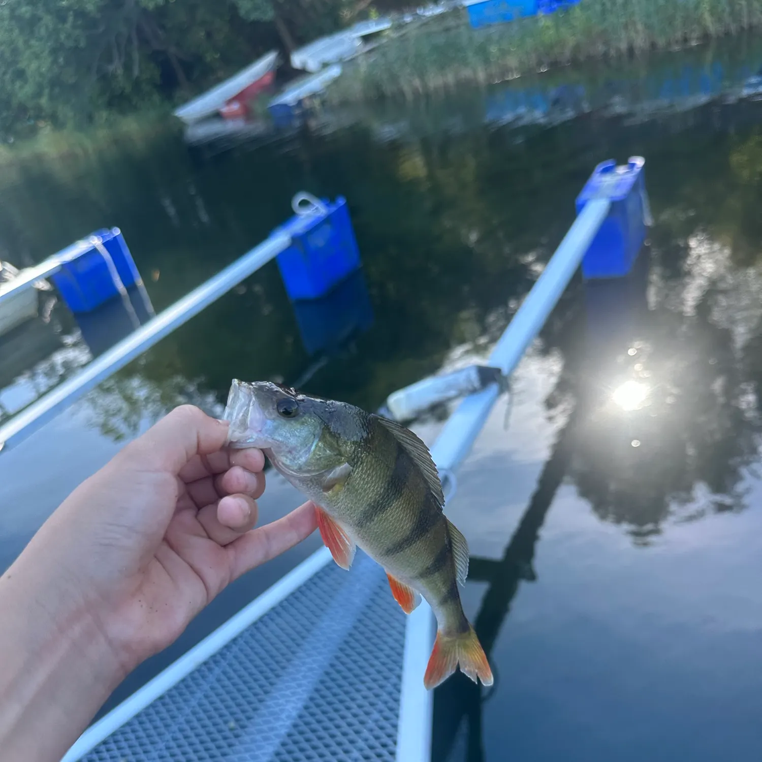 European perch caught on Fishbrain