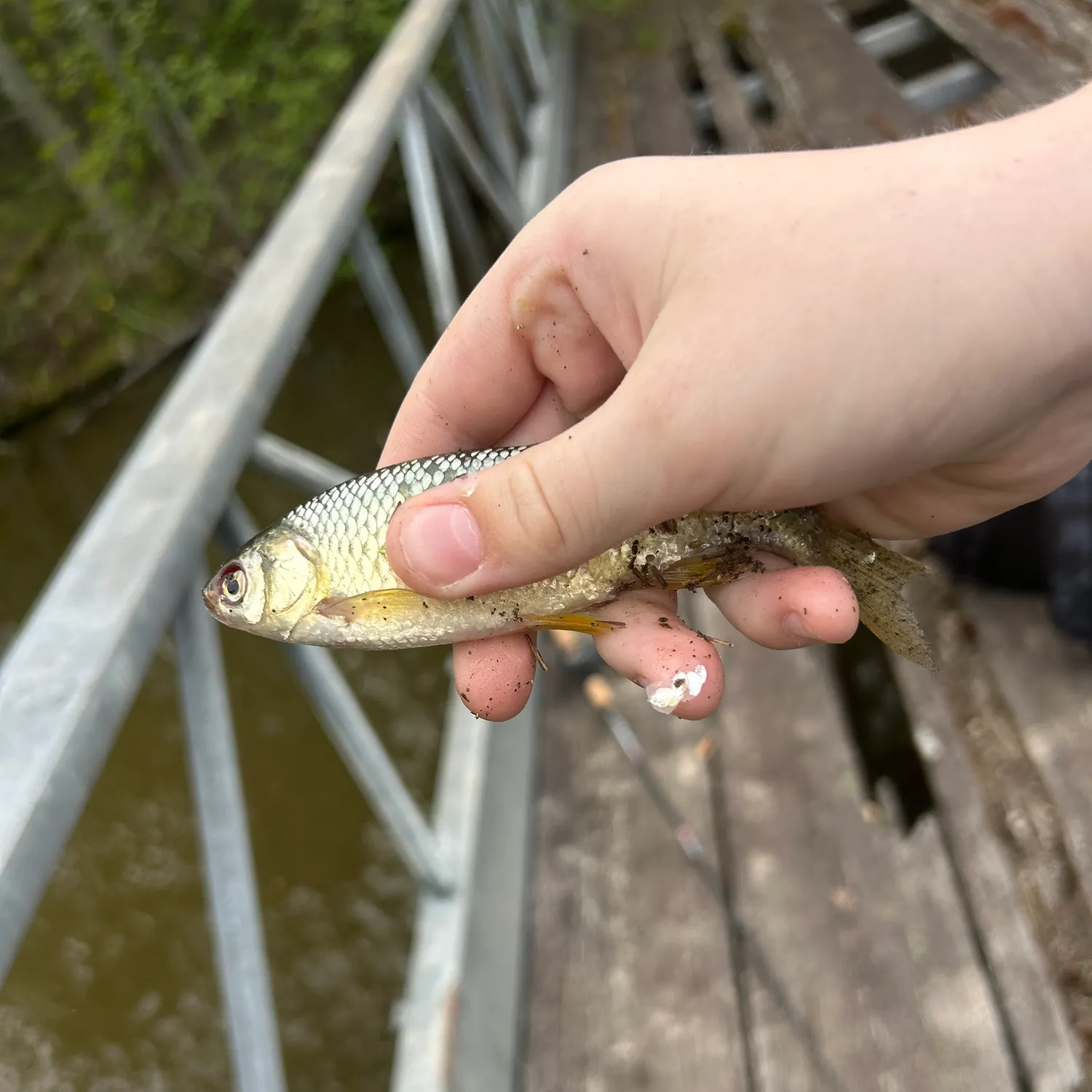 The most recent Bloch's gizzard shad catches on Fishbrain