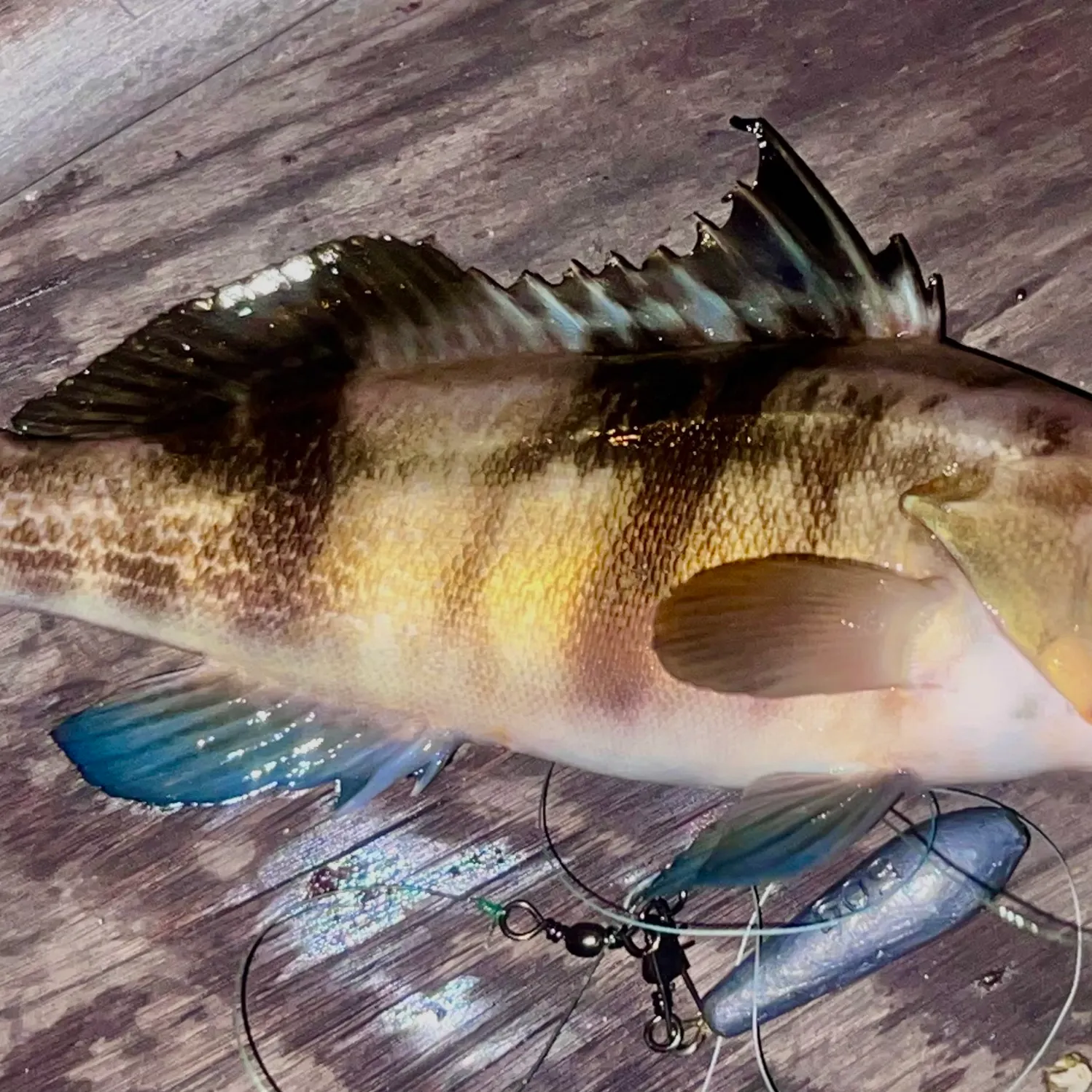 Barred sand bass caught on Fishbrain
