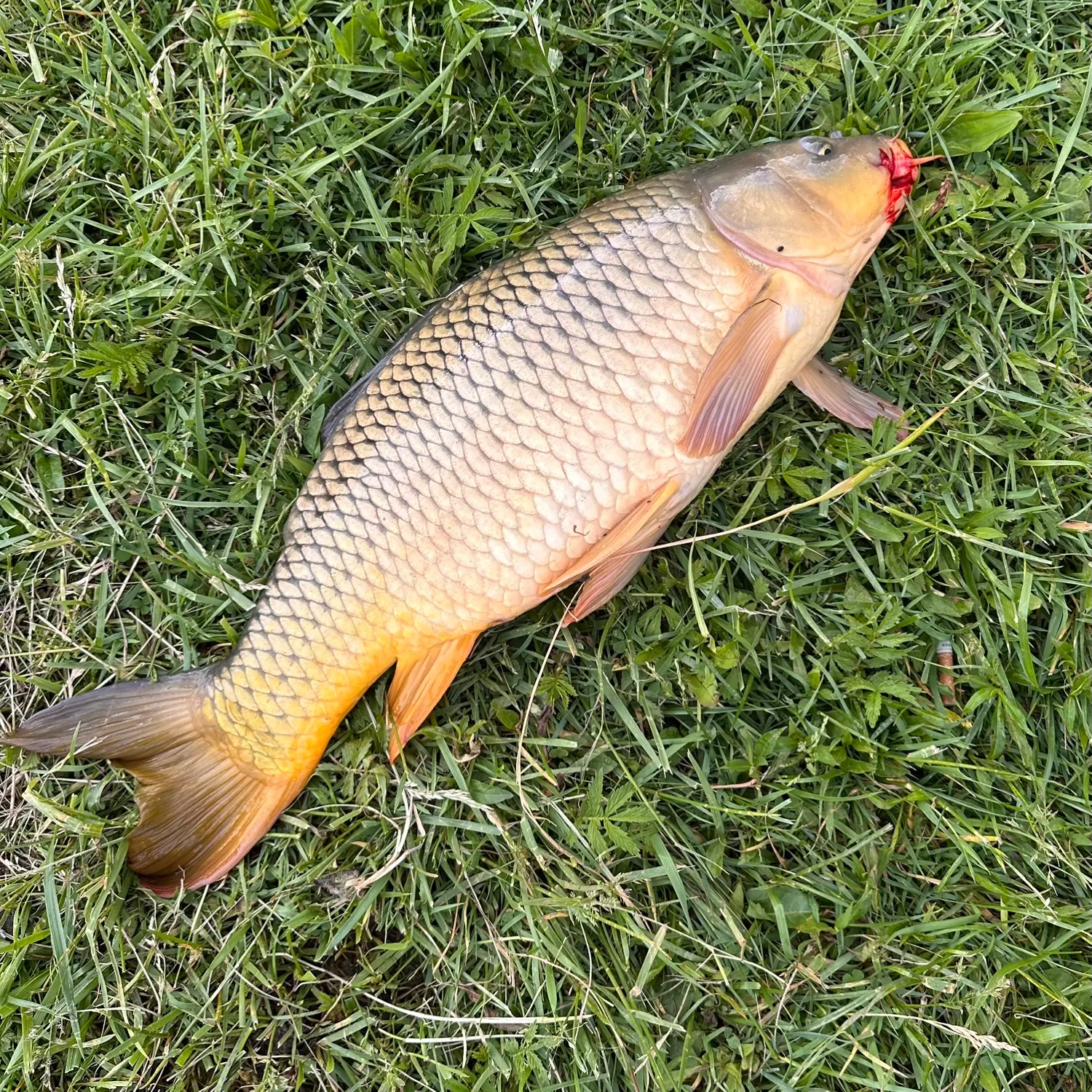 most liked catch image