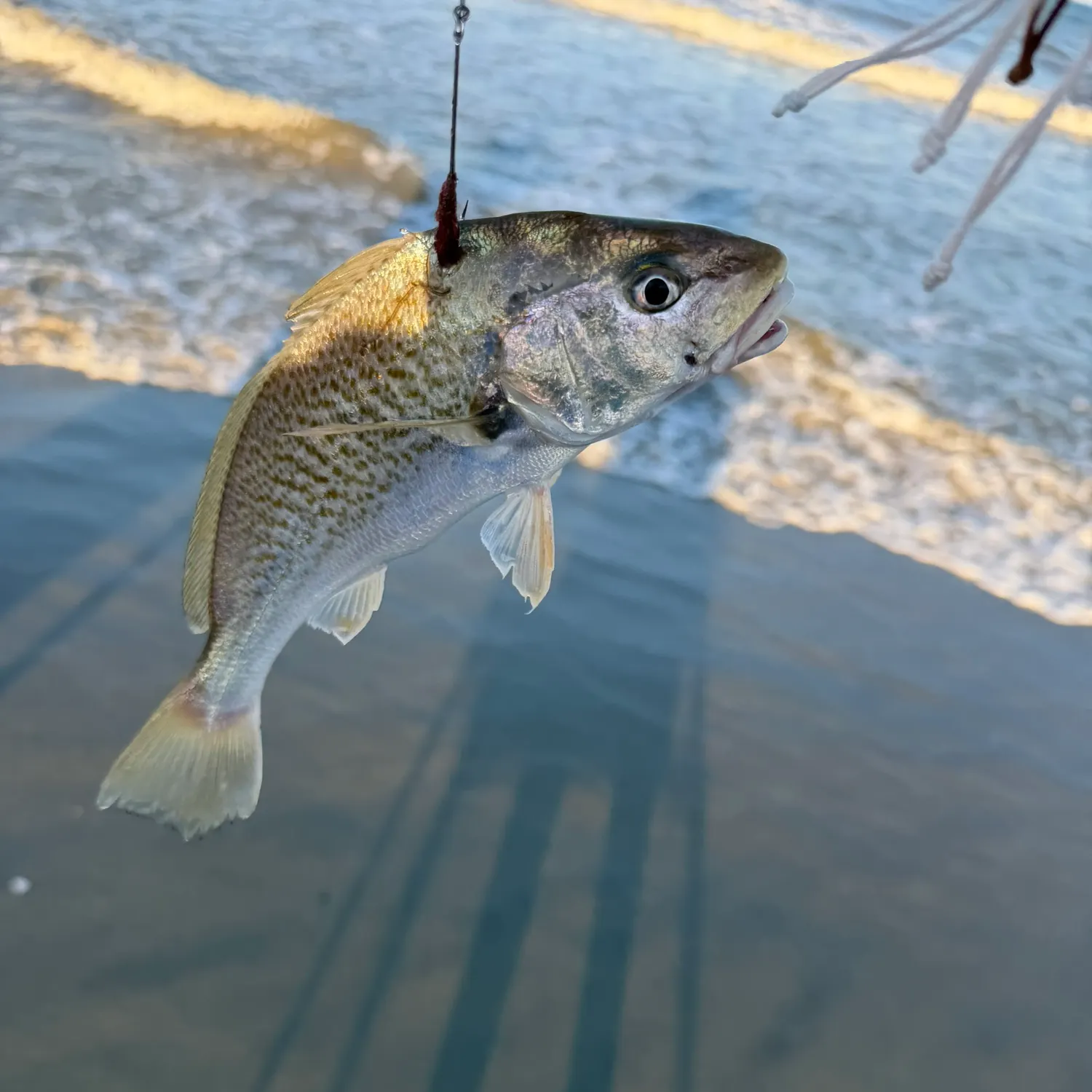 Atlantic croaker caught on Fishbrain