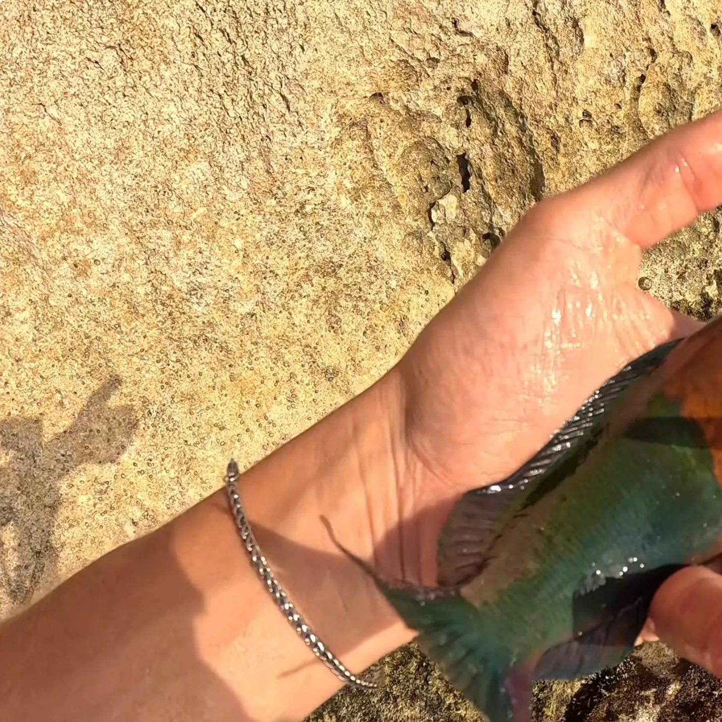 The most recent Sunset wrasse catches on Fishbrain