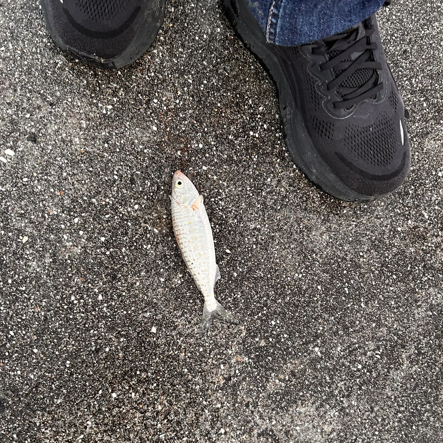 Eastern Australian salmon caught on Fishbrain