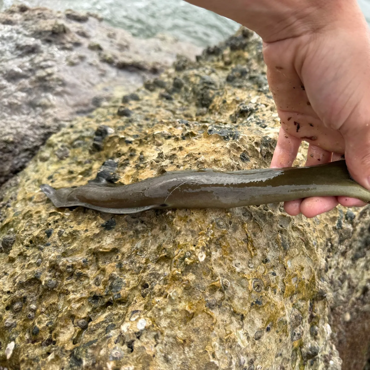 The most recent Green moray catches on Fishbrain