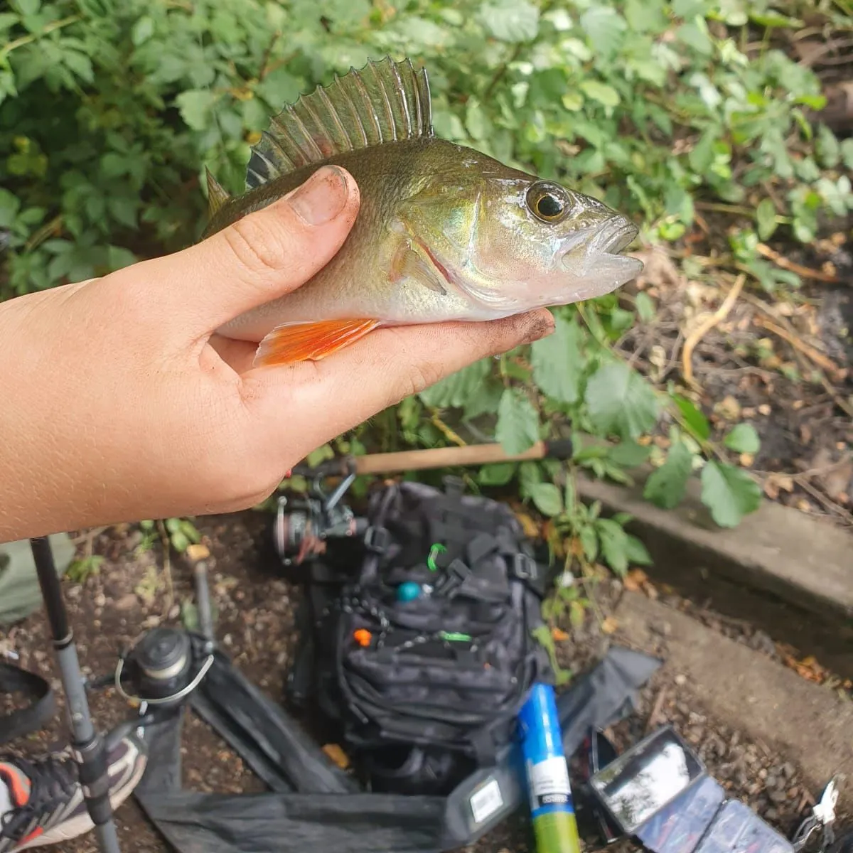 European perch caught on Fishbrain