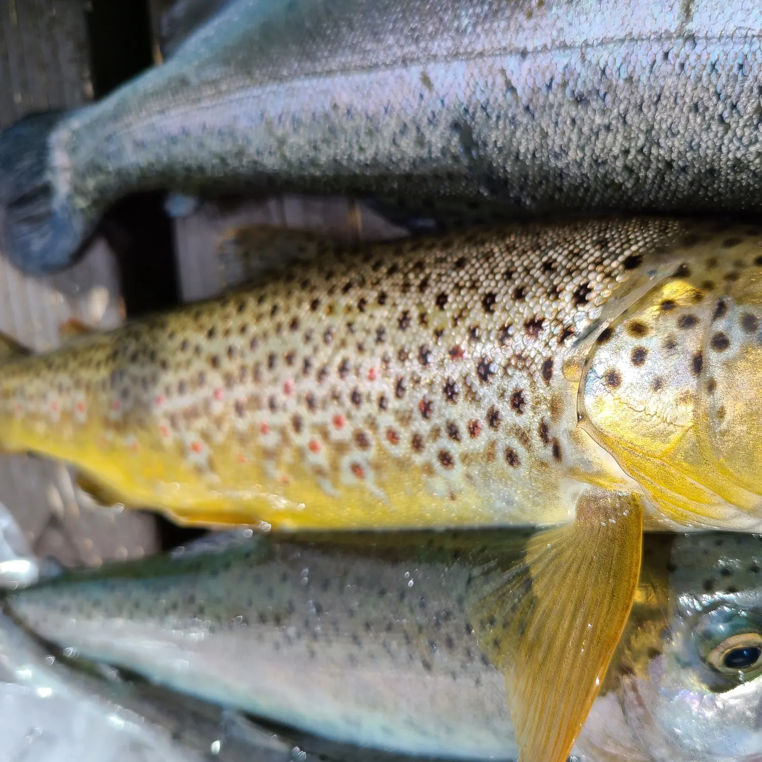 recently logged catches