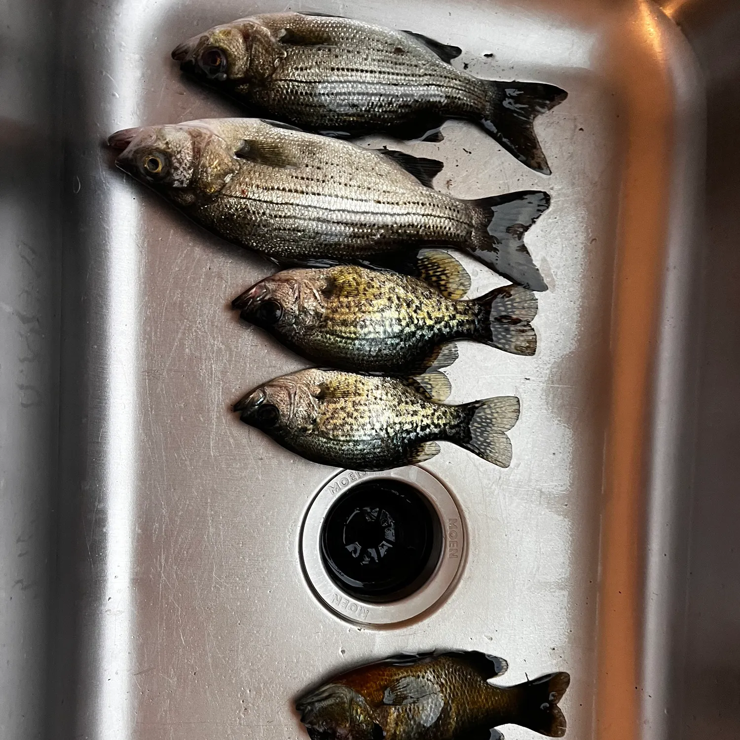 White bass caught on Fishbrain