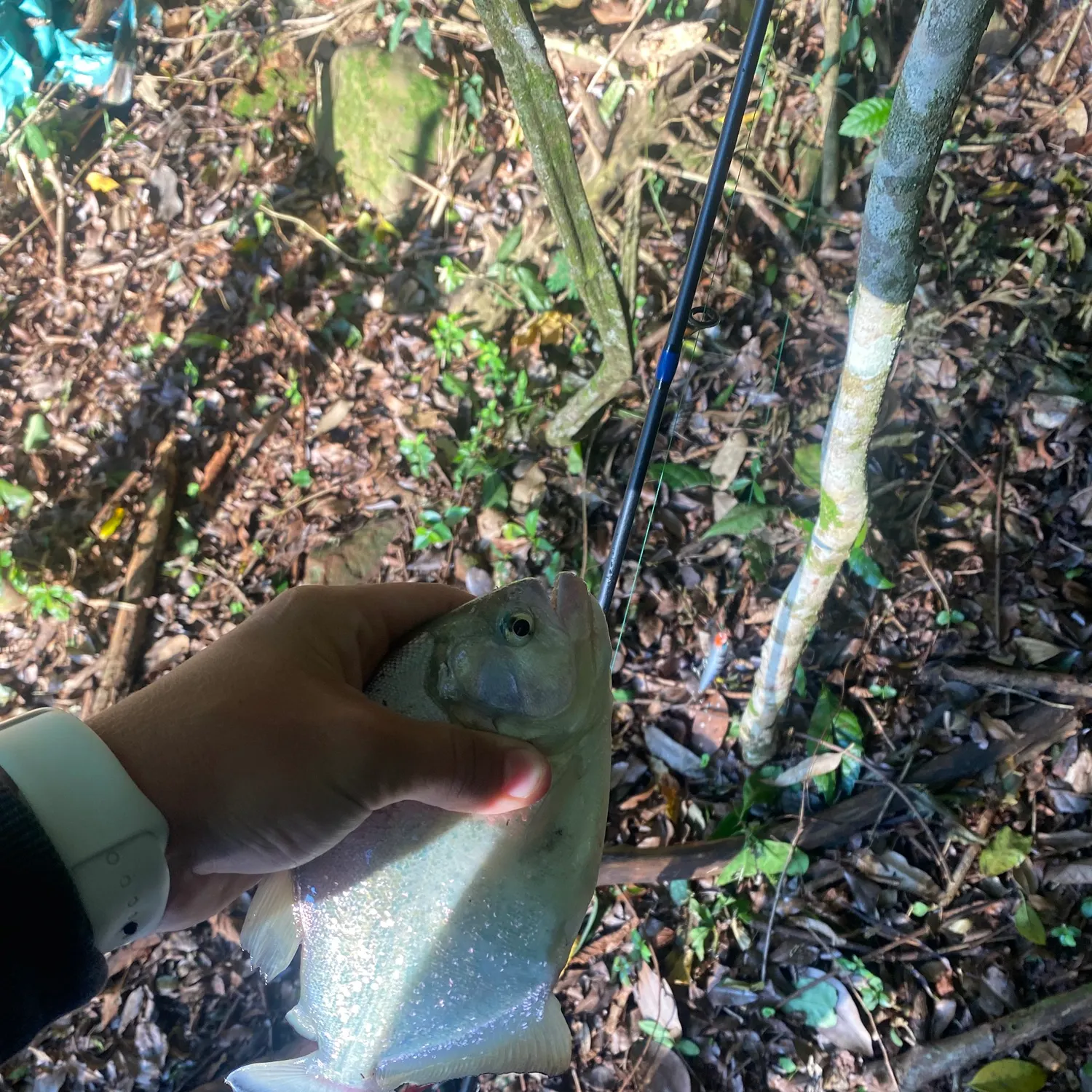 The most recent Black spot piranha catches on Fishbrain