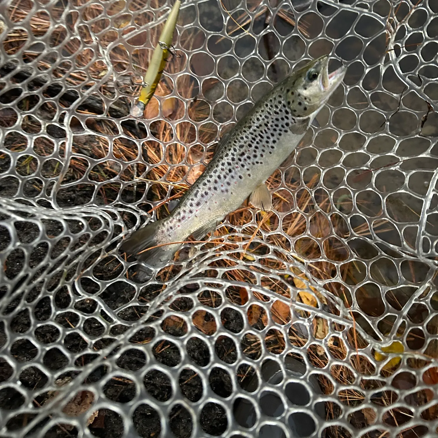 Brown trout caught on Fishbrain