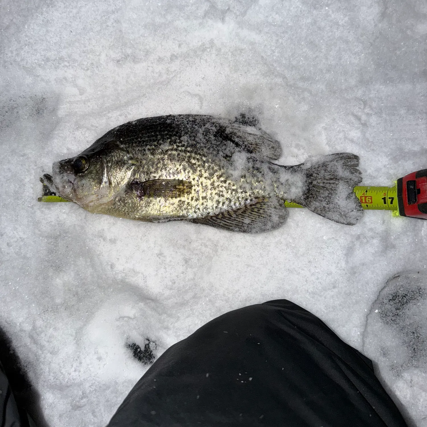 The most recent Black crappie catches on Fishbrain