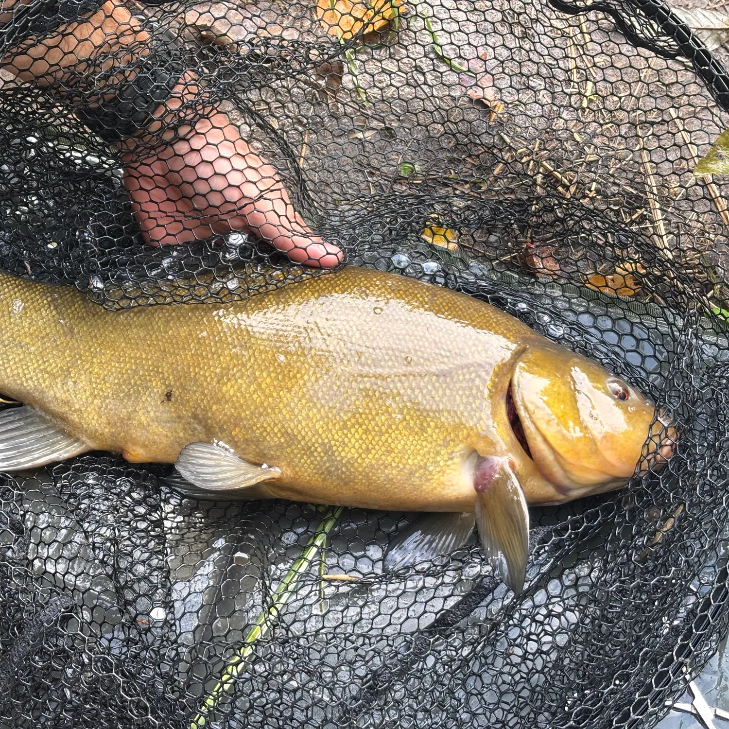 The most recent Tench catches on Fishbrain