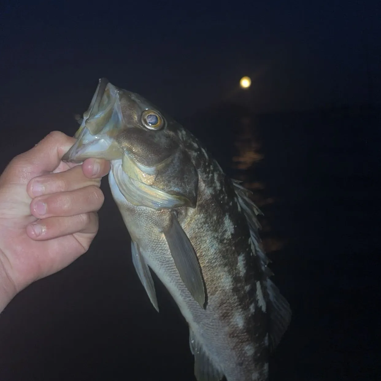 Kelp bass caught on Fishbrain