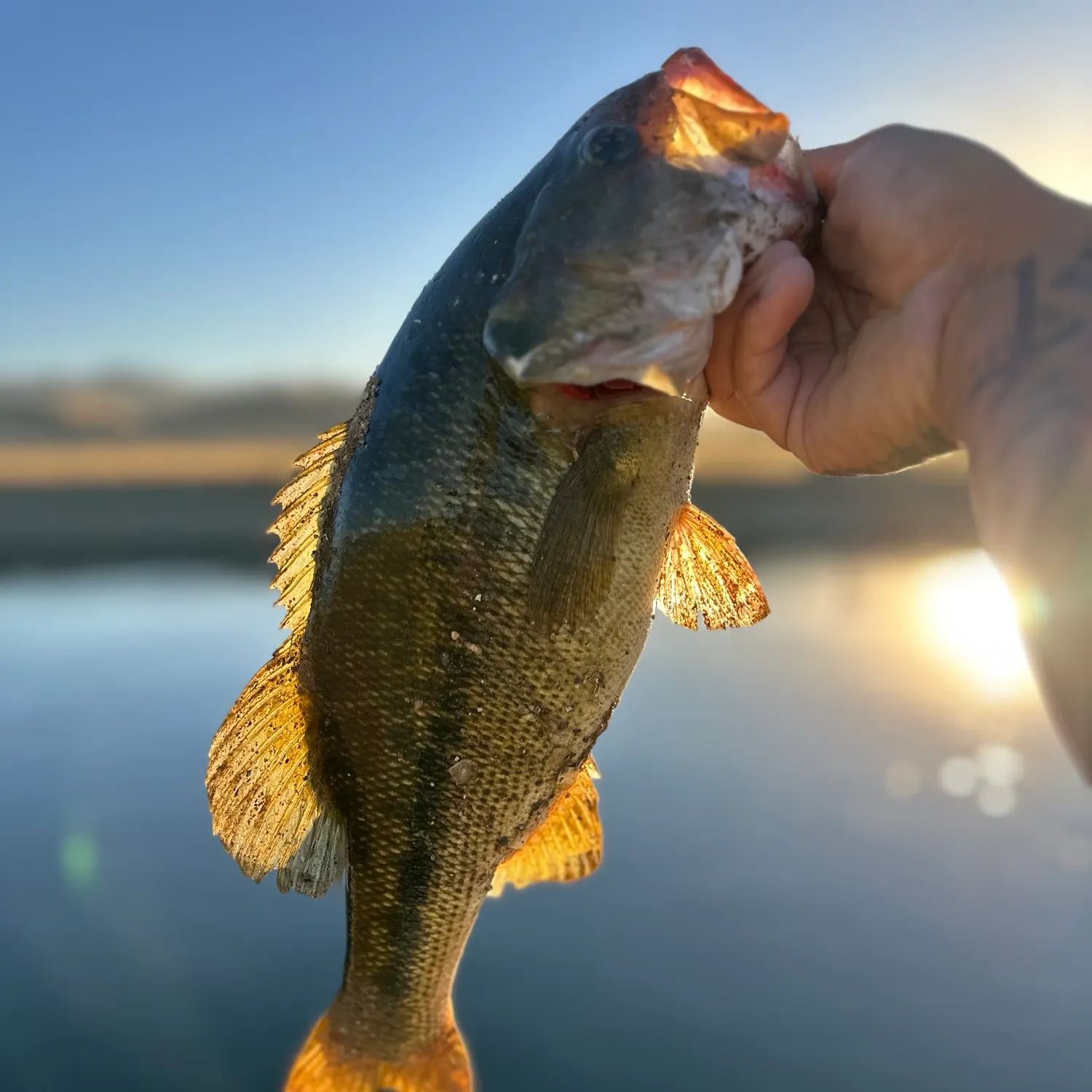 Spotted bass caught on Fishbrain