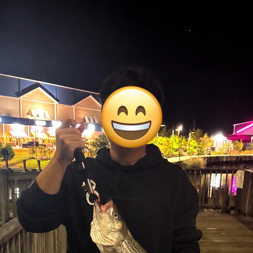Striped bass caught on Fishbrain