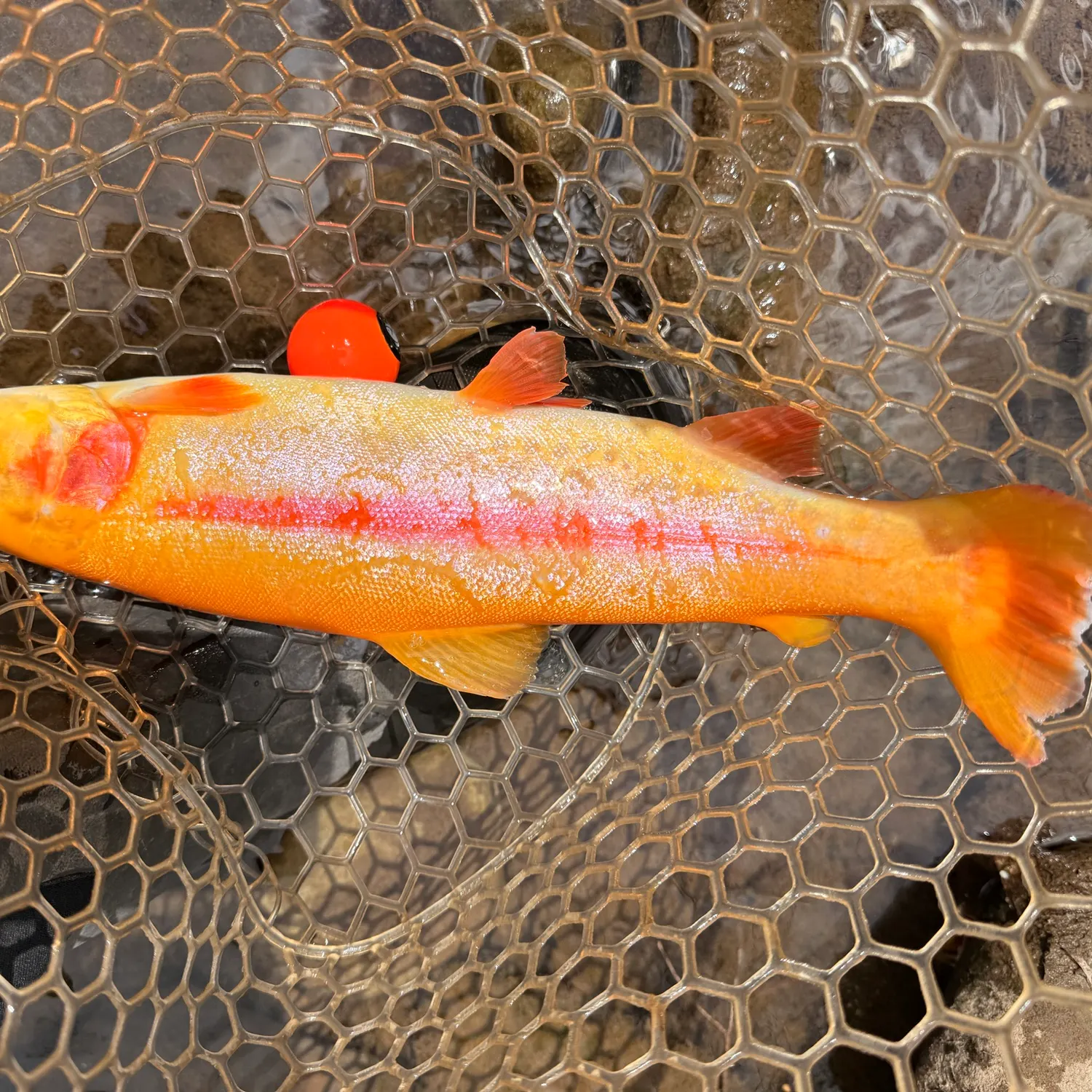 The most recent Golden rainbow trout catches on Fishbrain