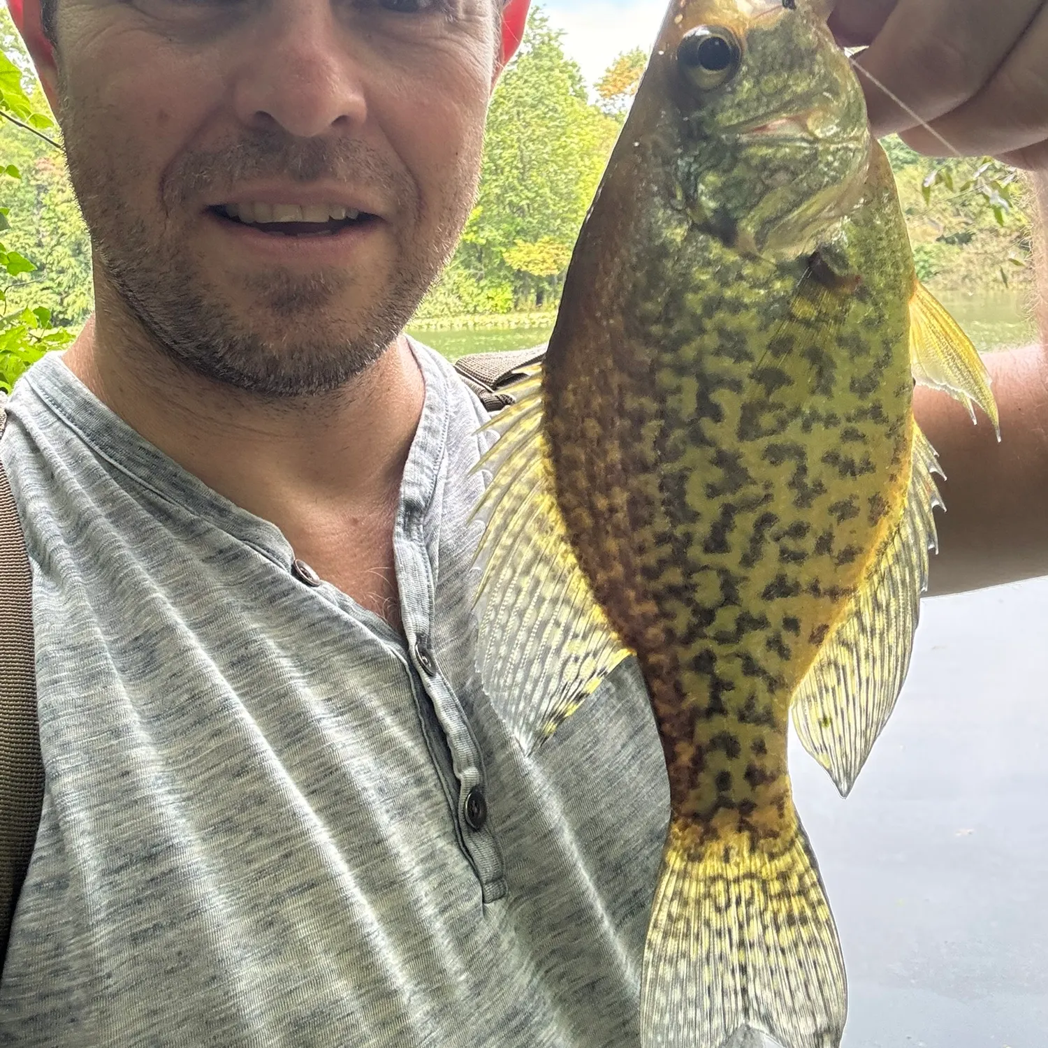 Black crappie caught on Fishbrain