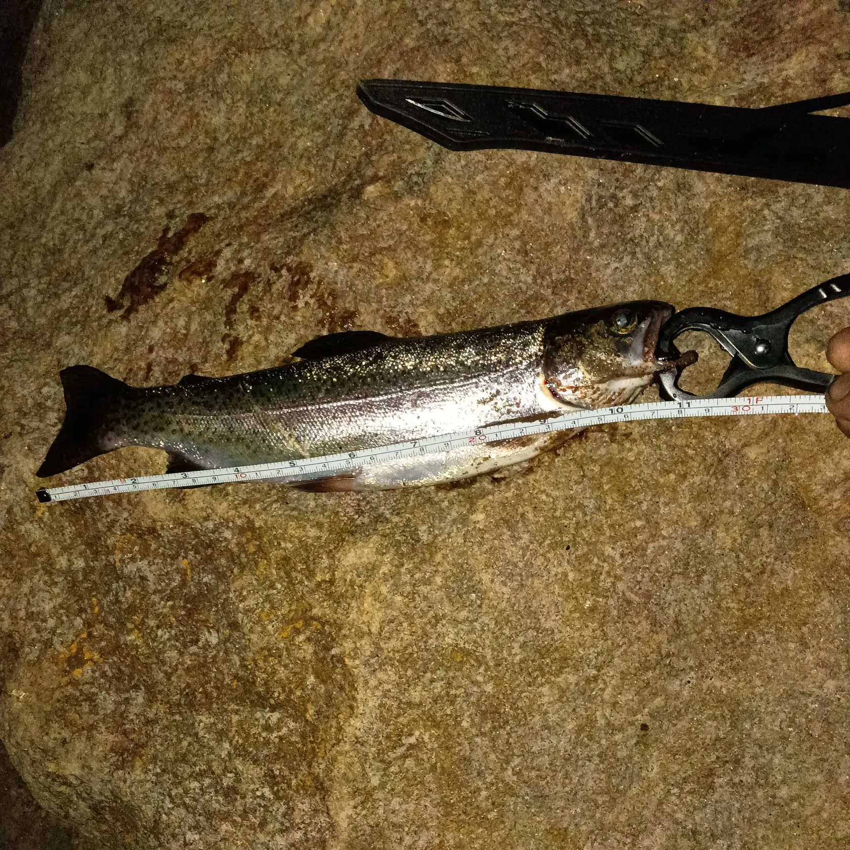 Rainbow trout caught on Fishbrain