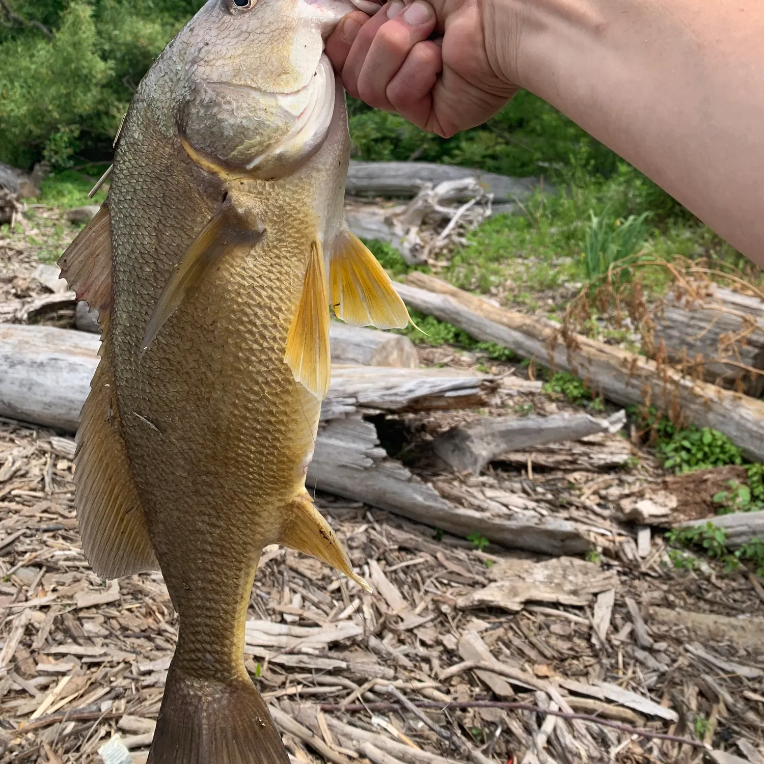 angler catch