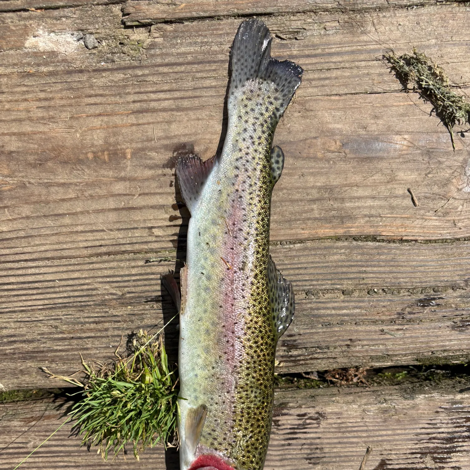 Rainbow trout caught on Fishbrain