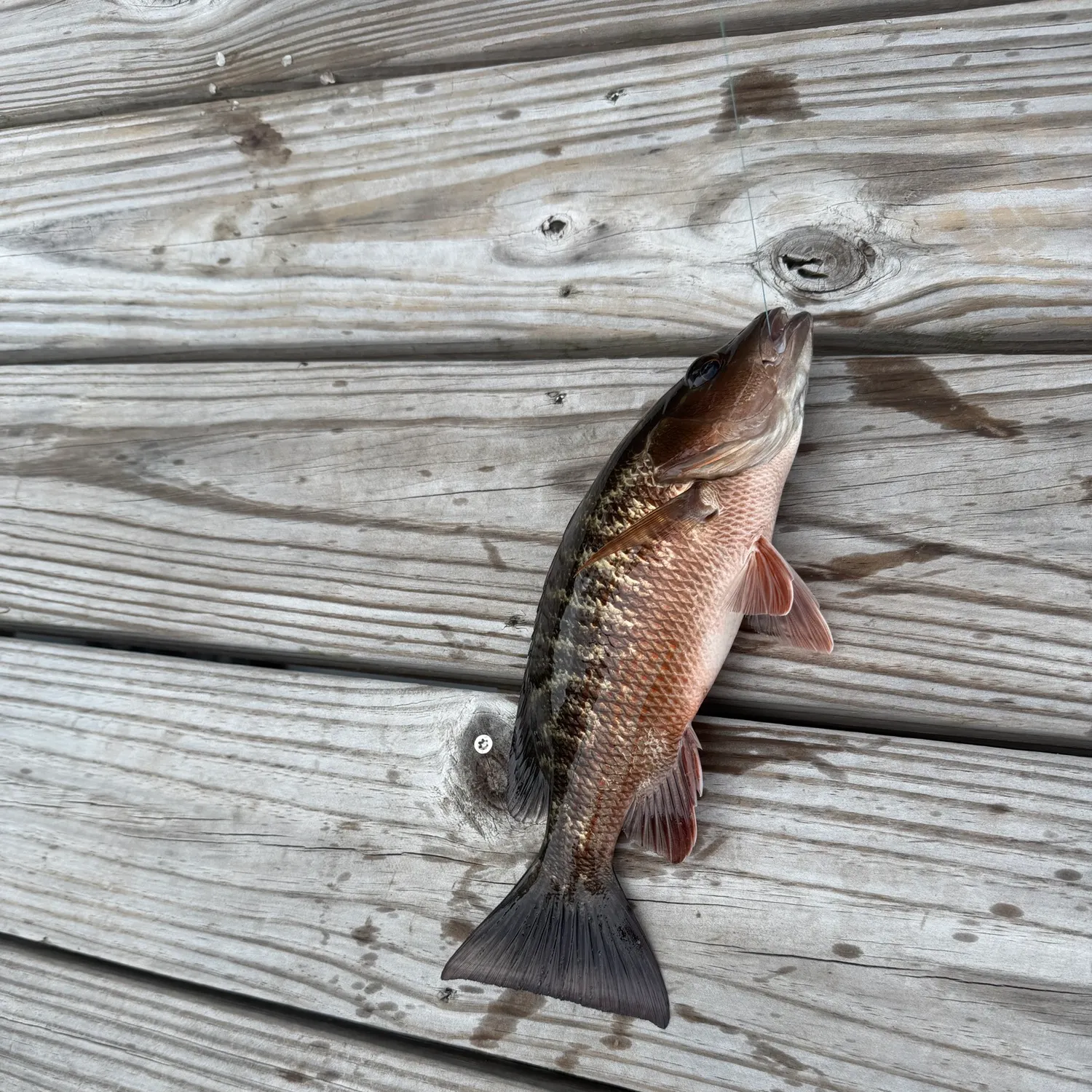The most recent Mangrove snapper catches on Fishbrain