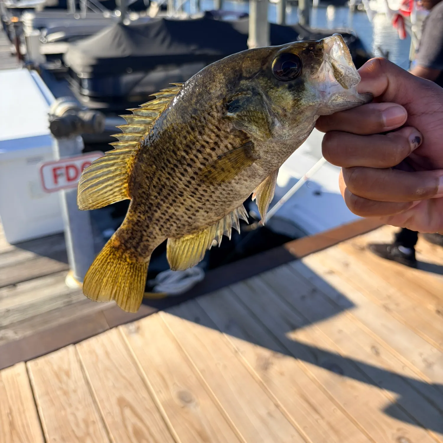 catch
