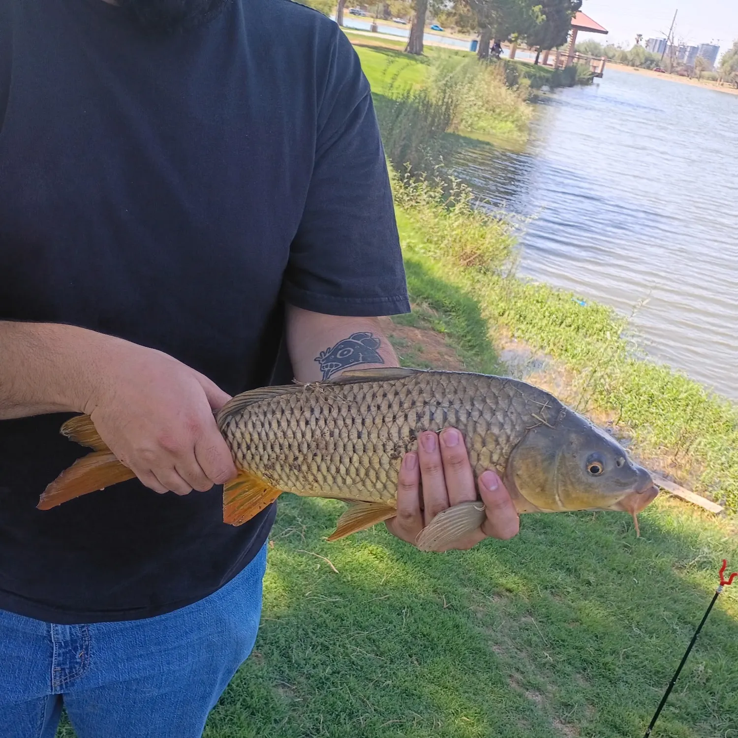 Common carp caught on Fishbrain