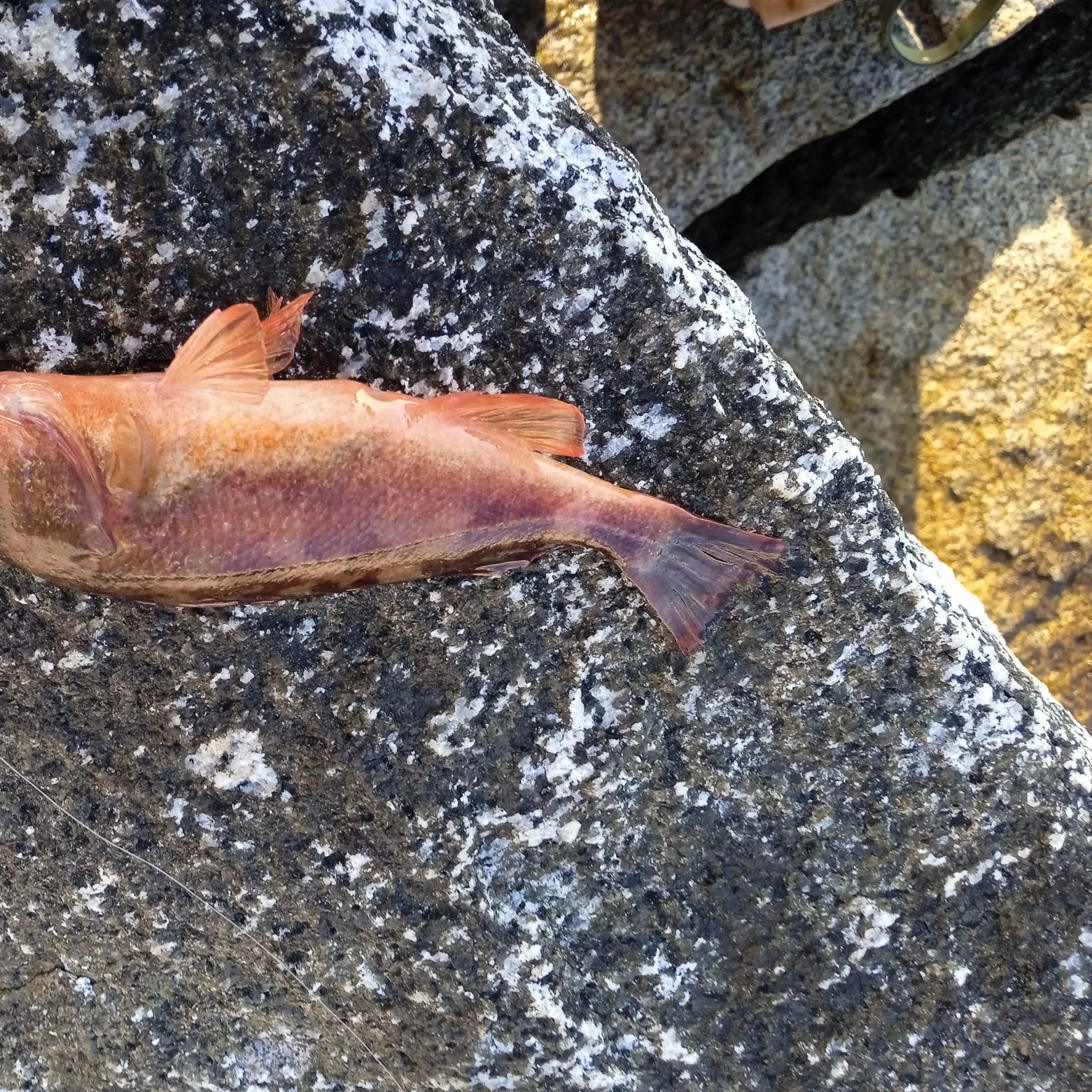 The most recent Atlantic ocean perch catches on Fishbrain