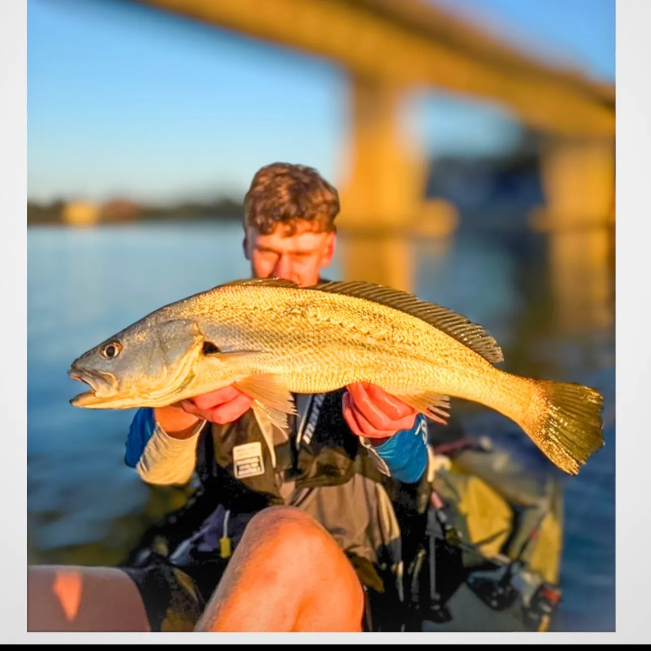 The most recent Japanese meagre catches on Fishbrain
