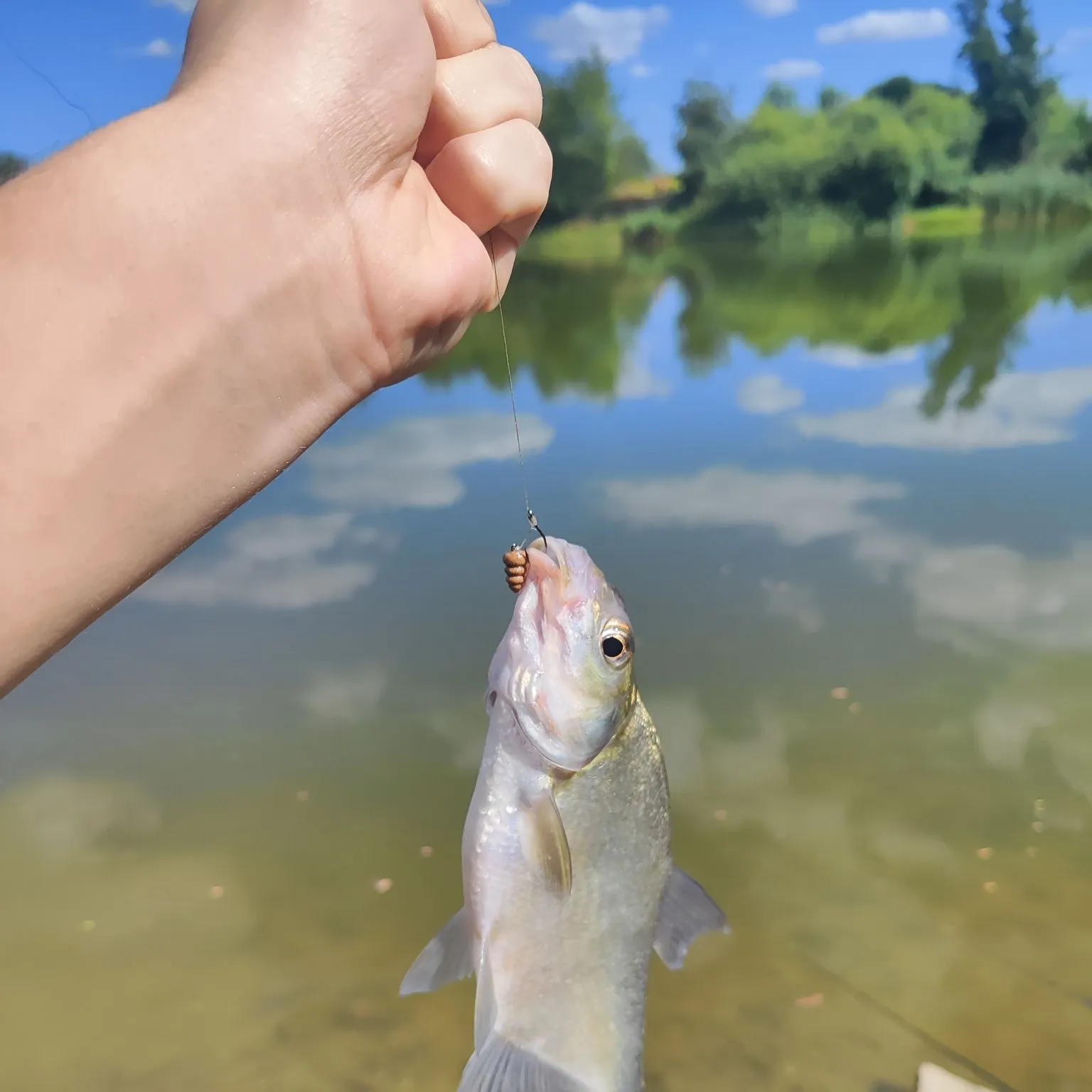 Common bream caught on Fishbrain