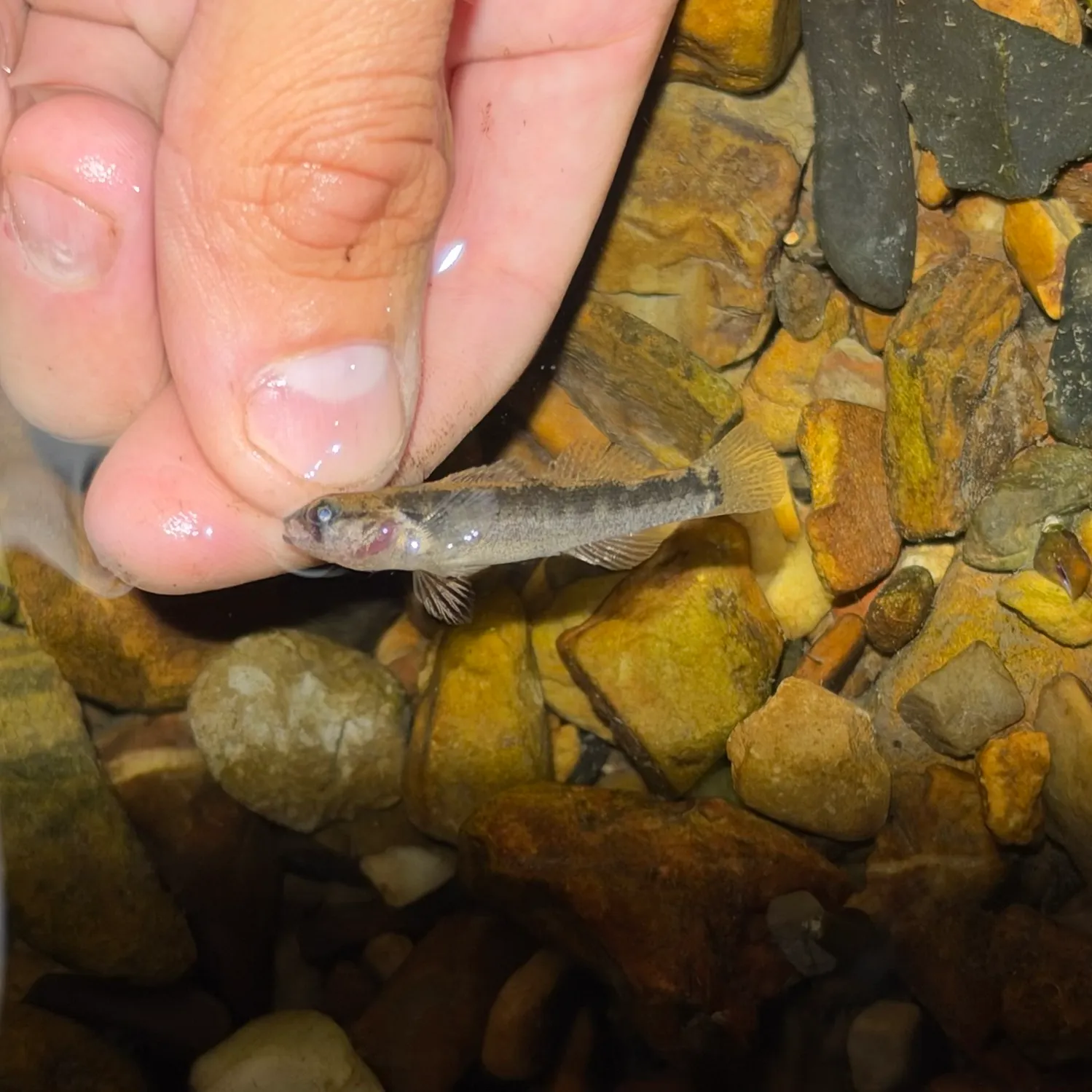 Headwater darter caught on Fishbrain