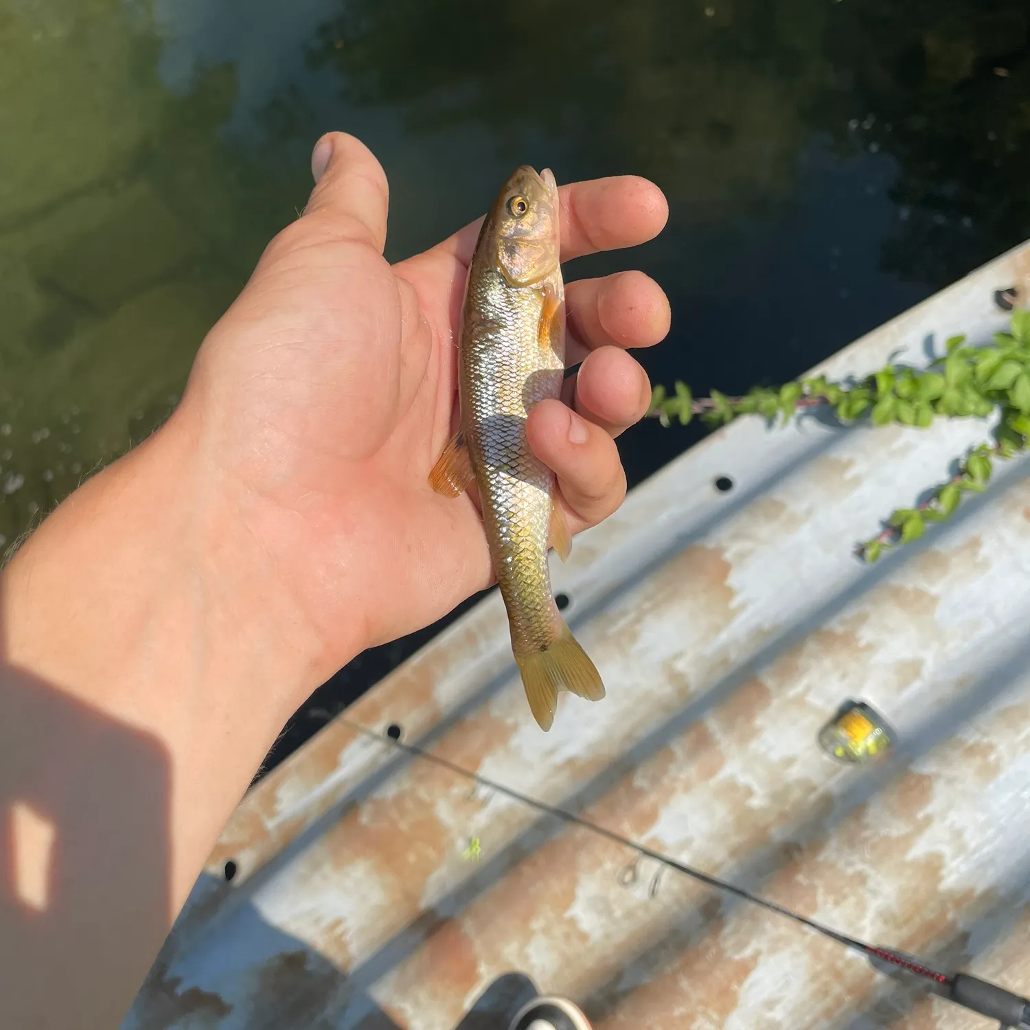 Creek chub caught on Fishbrain