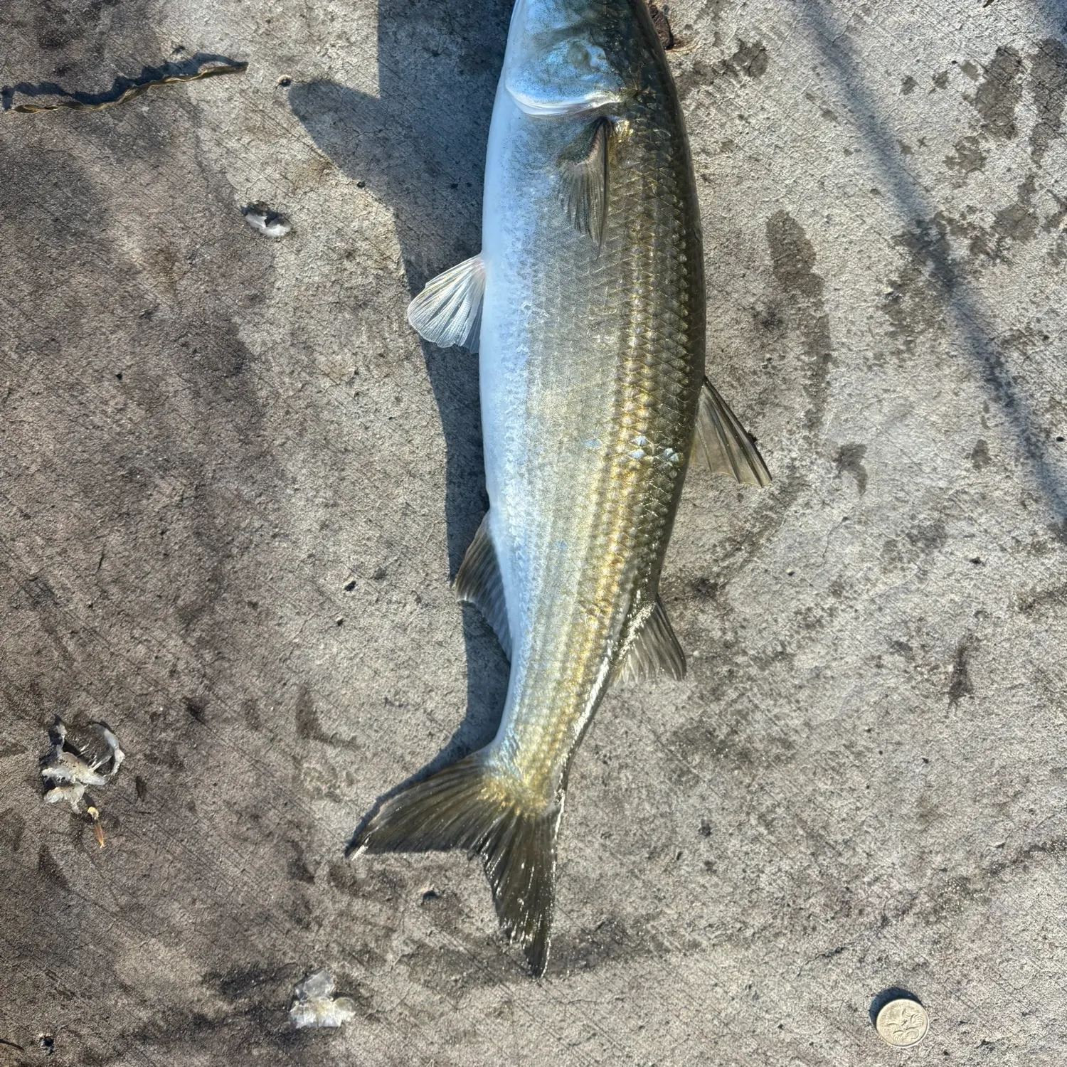 The most recent Yellow-eye mullet catches on Fishbrain