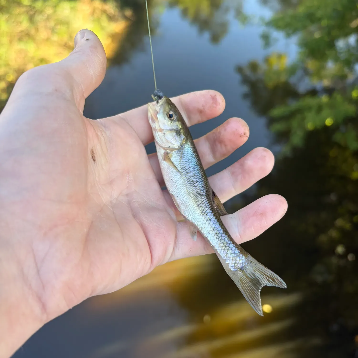 Creek chub caught on Fishbrain