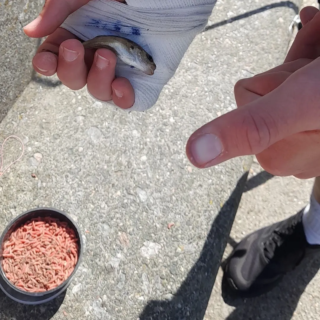 The most recent Pouting catches on Fishbrain