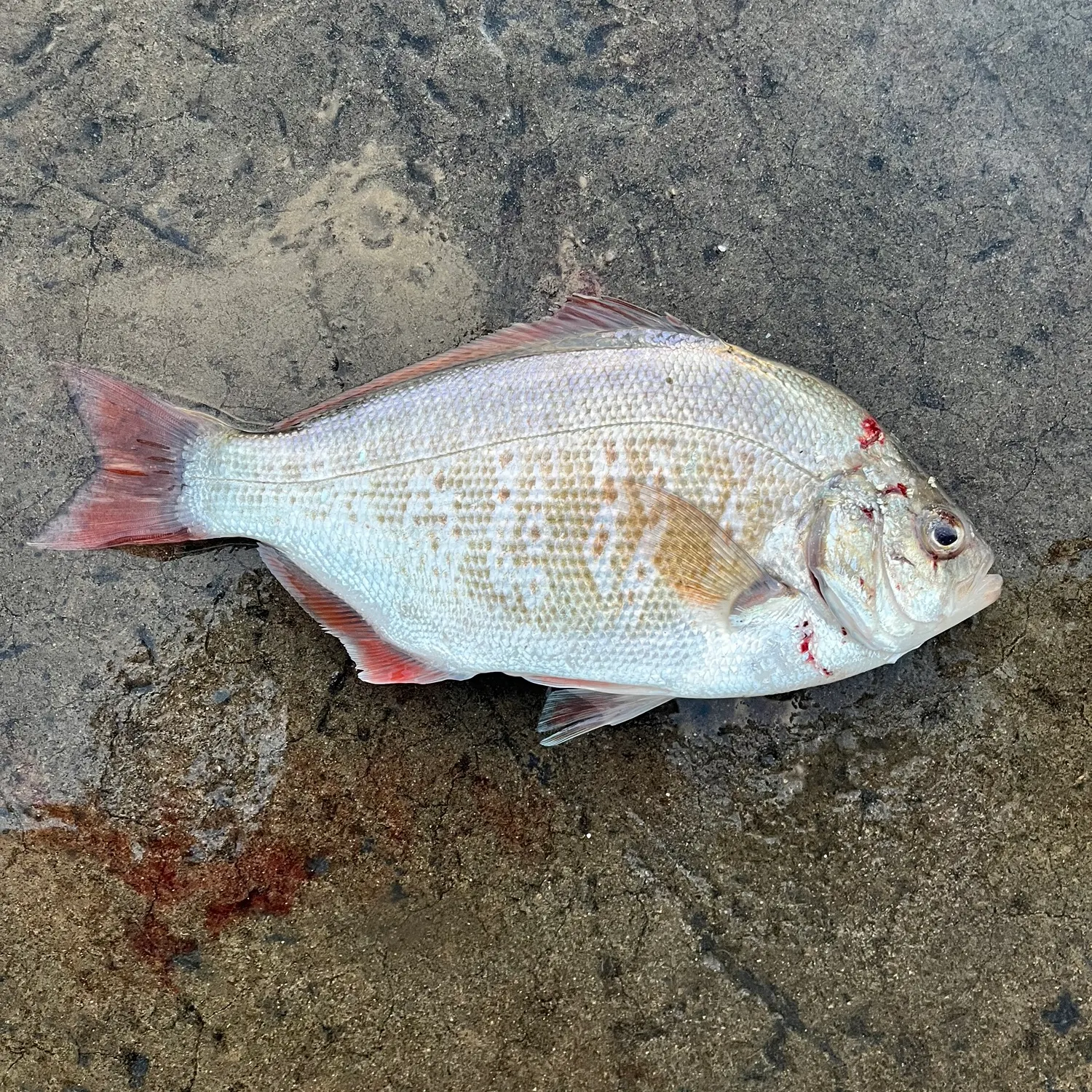 The most recent Redtail surfperch catches on Fishbrain
