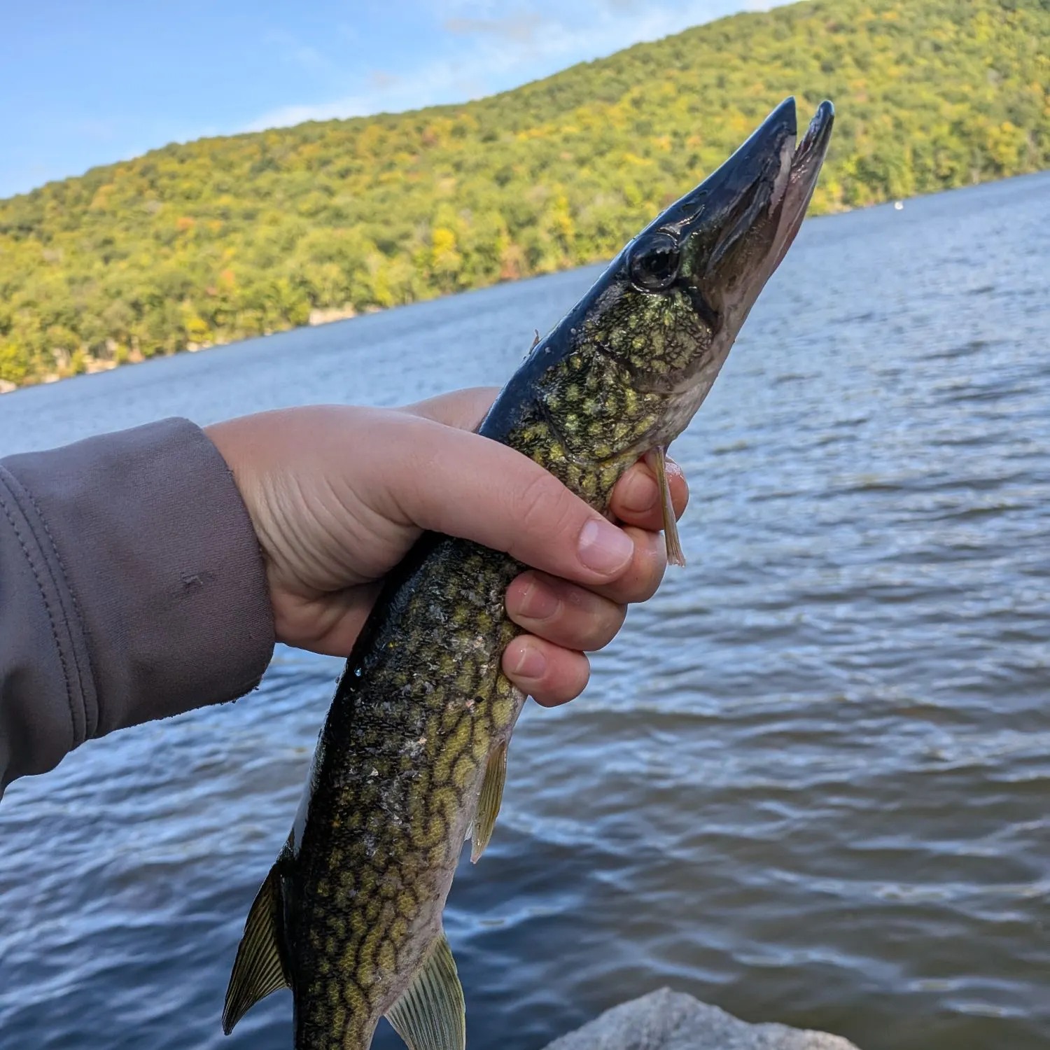 Chain pickerel caught on Fishbrain